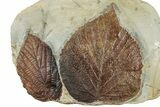 Wide Plate with Two Fossil Leaves (Two Species) - Montana #262695-2